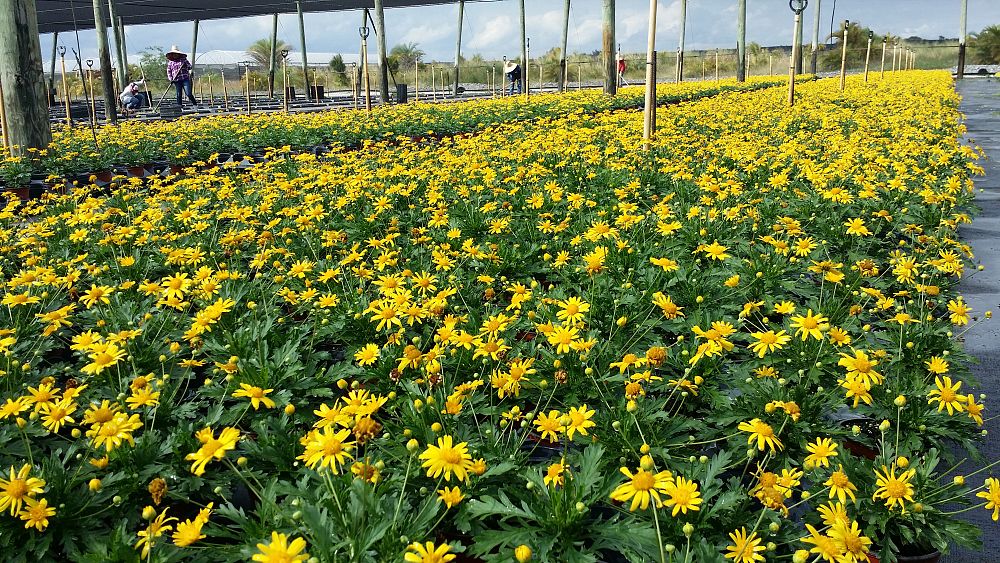 euryops-yellow-bush-daisy