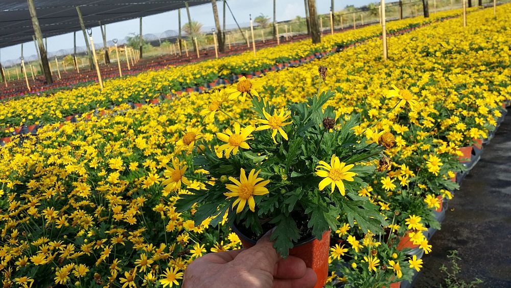 euryops-yellow-bush-daisy