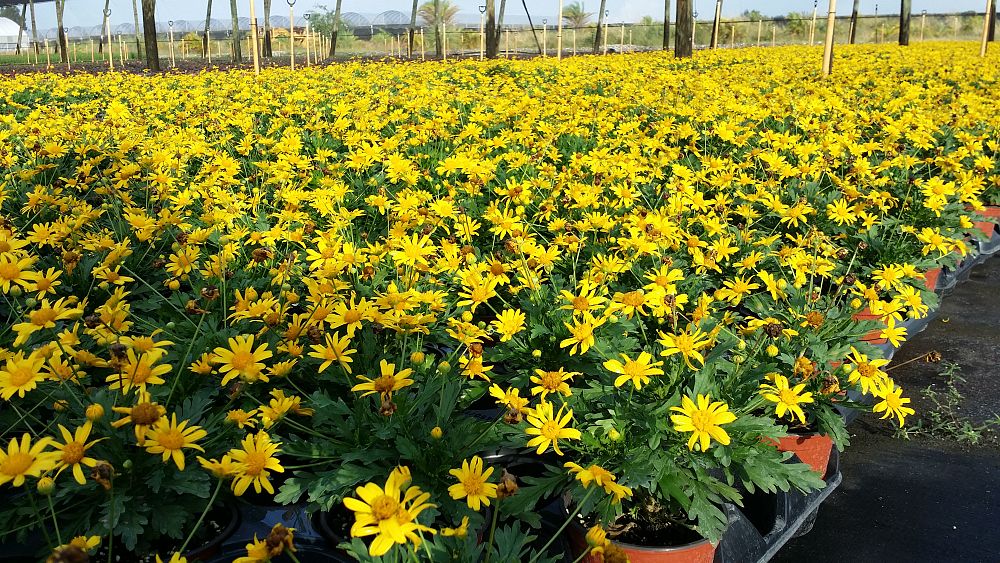 euryops-yellow-bush-daisy