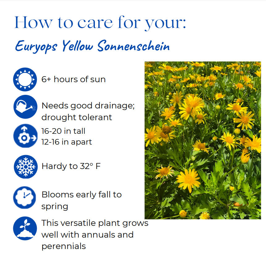 euryops-yellow-bush-daisy