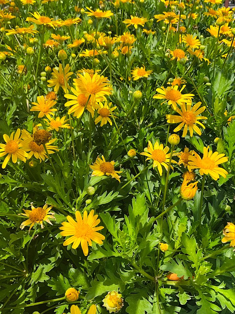 euryops-yellow-bush-daisy