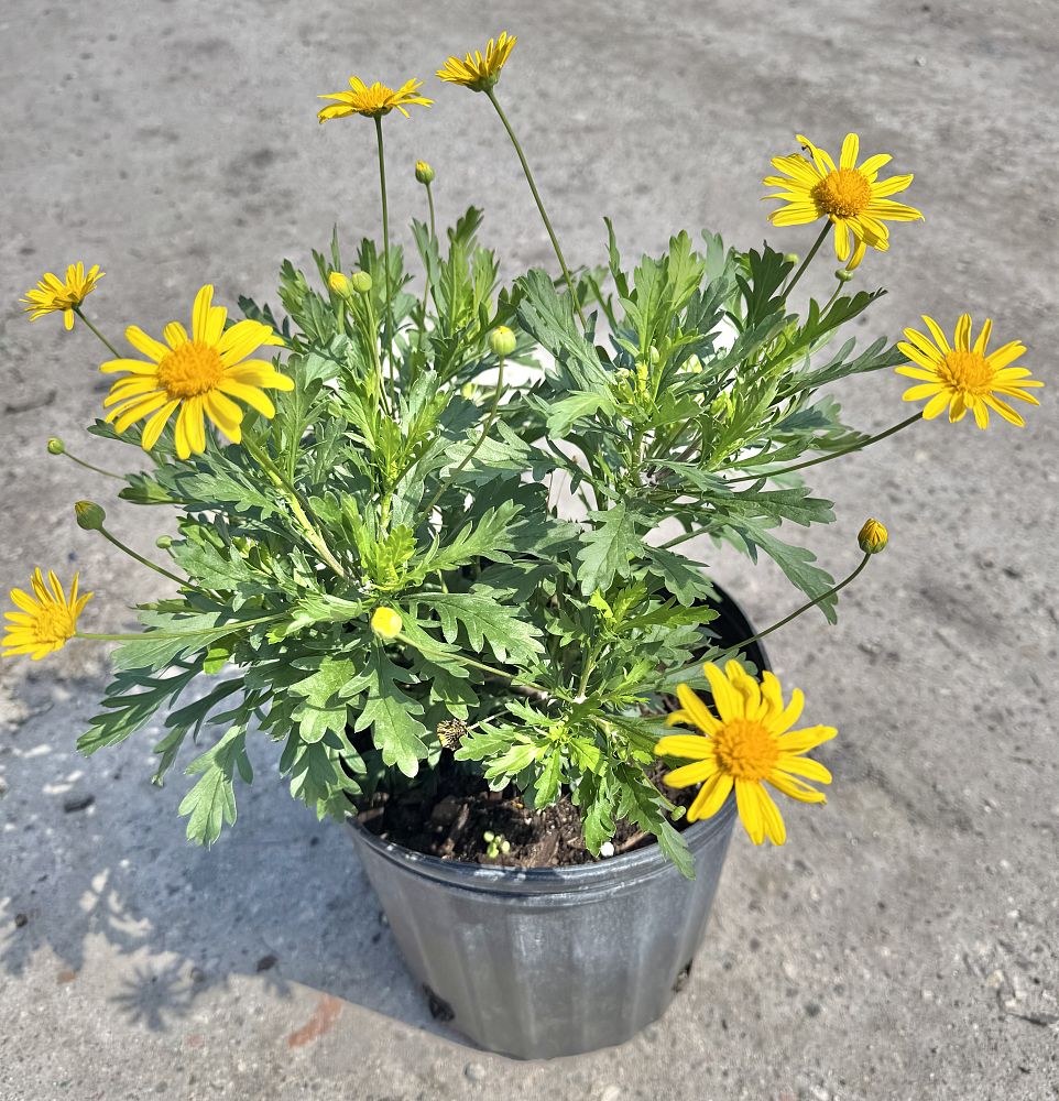 euryops-yellow-bush-daisy
