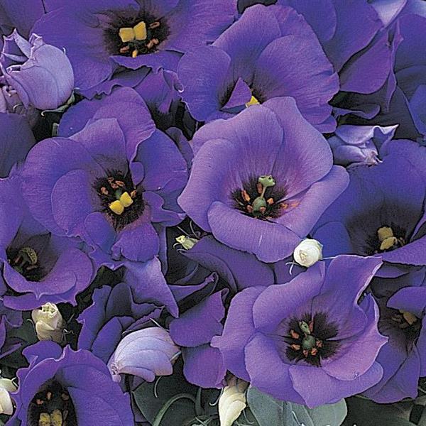 eustoma-grandiflorum-florida-blue-lisianthus