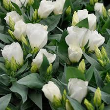 eustoma-grandiflorum-lisianthus