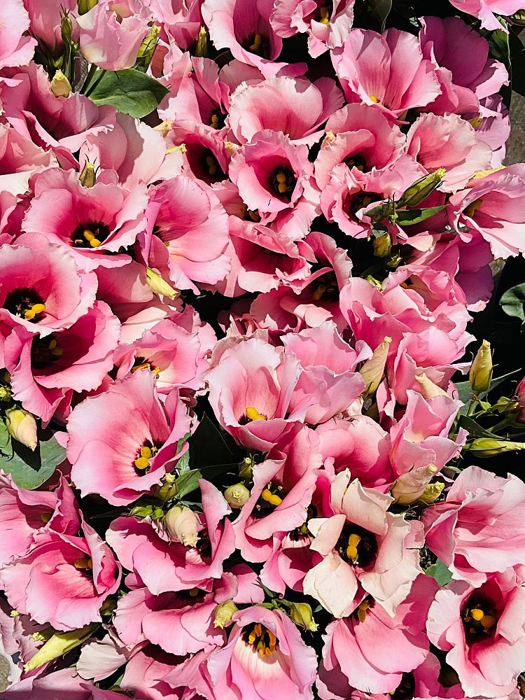 eustoma-grandiflorum-lisianthus