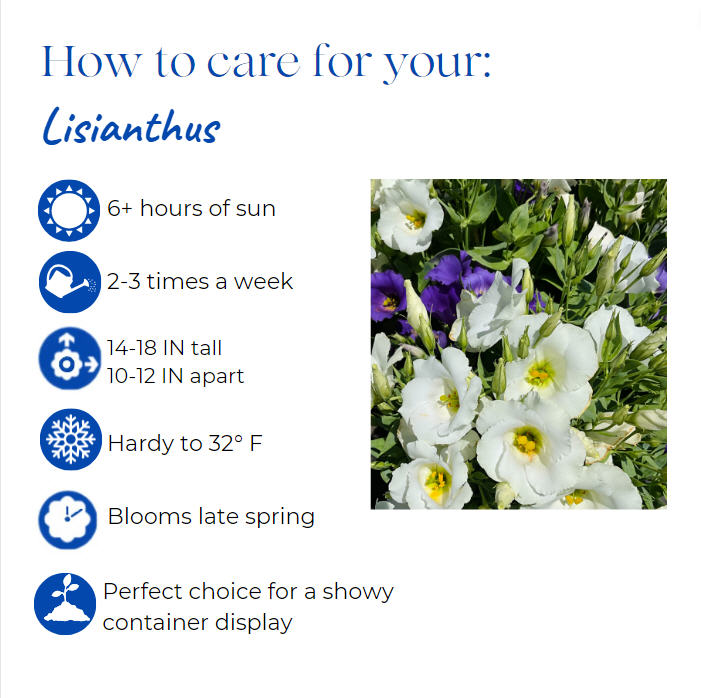 eustoma-grandiflorum-lisianthus