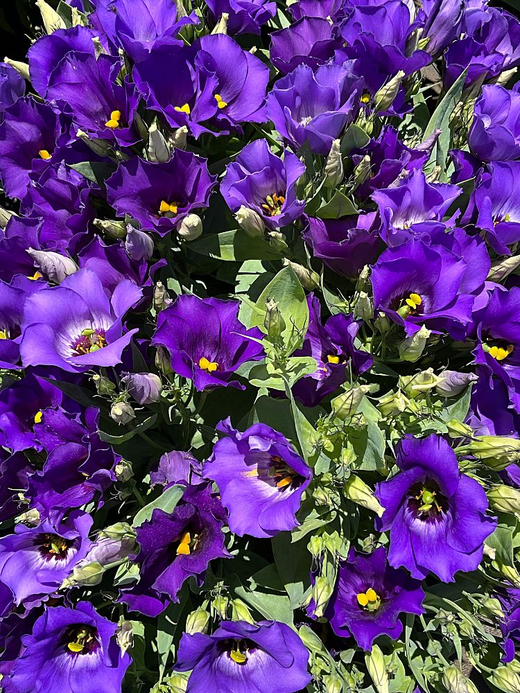 eustoma-grandiflorum-lisianthus