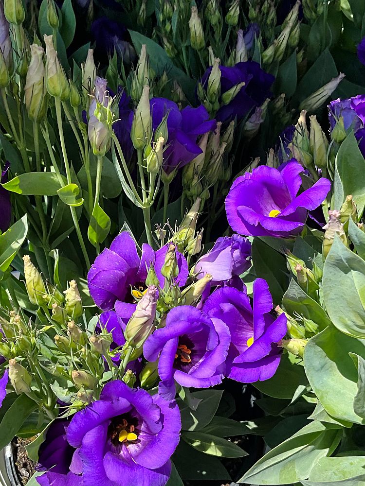eustoma-grandiflorum-lisianthus