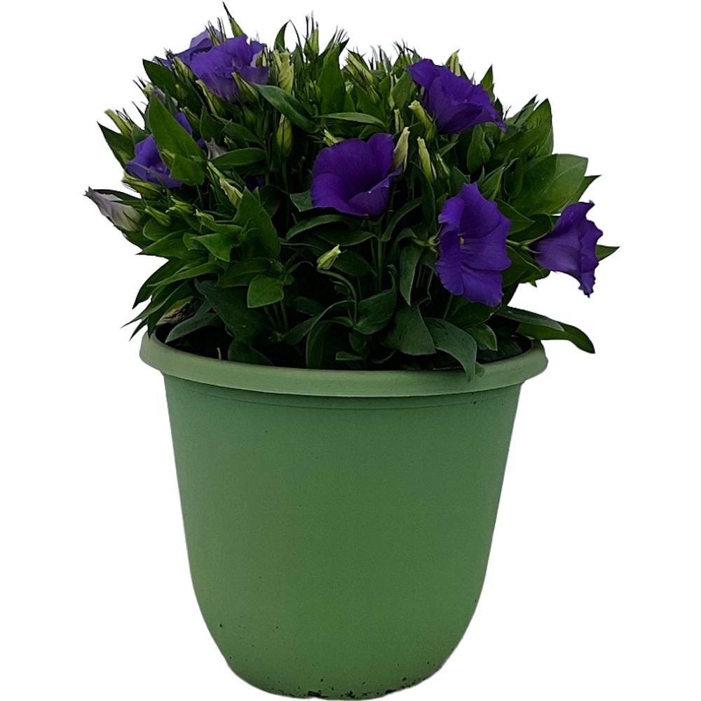 eustoma-grandiflorum-lisianthus