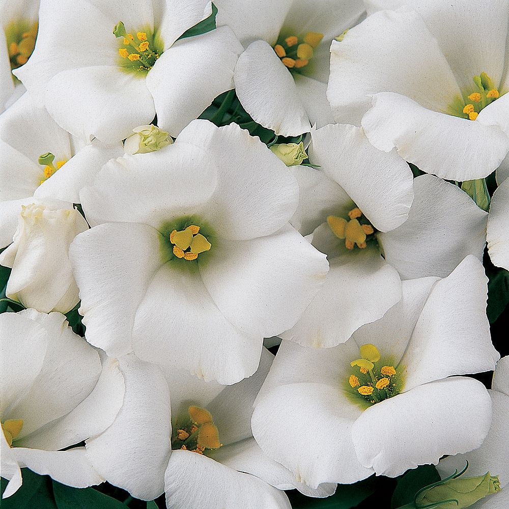 eustoma-grandiflorum-lisianthus