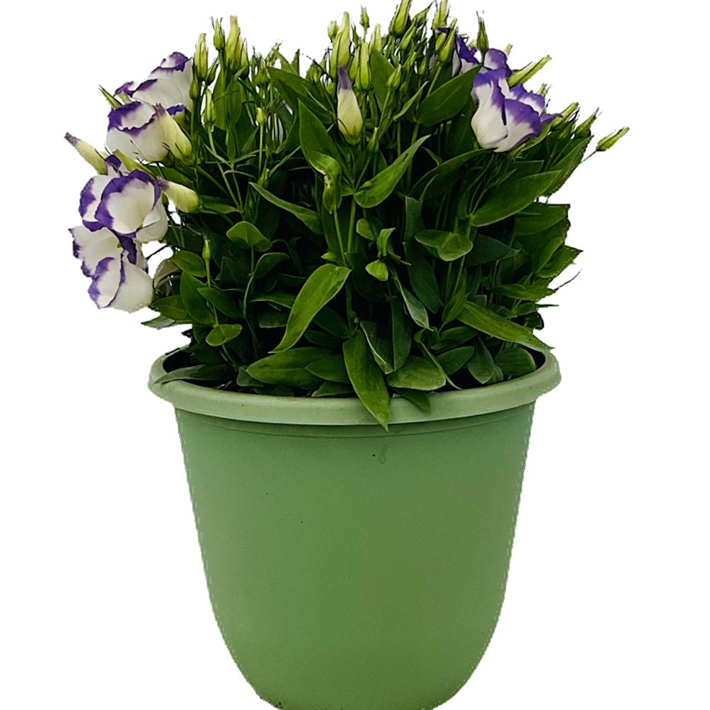 eustoma-grandiflorum-sapphire-blue-chip-lisianthus-texas-bluebell-prairie-gentian