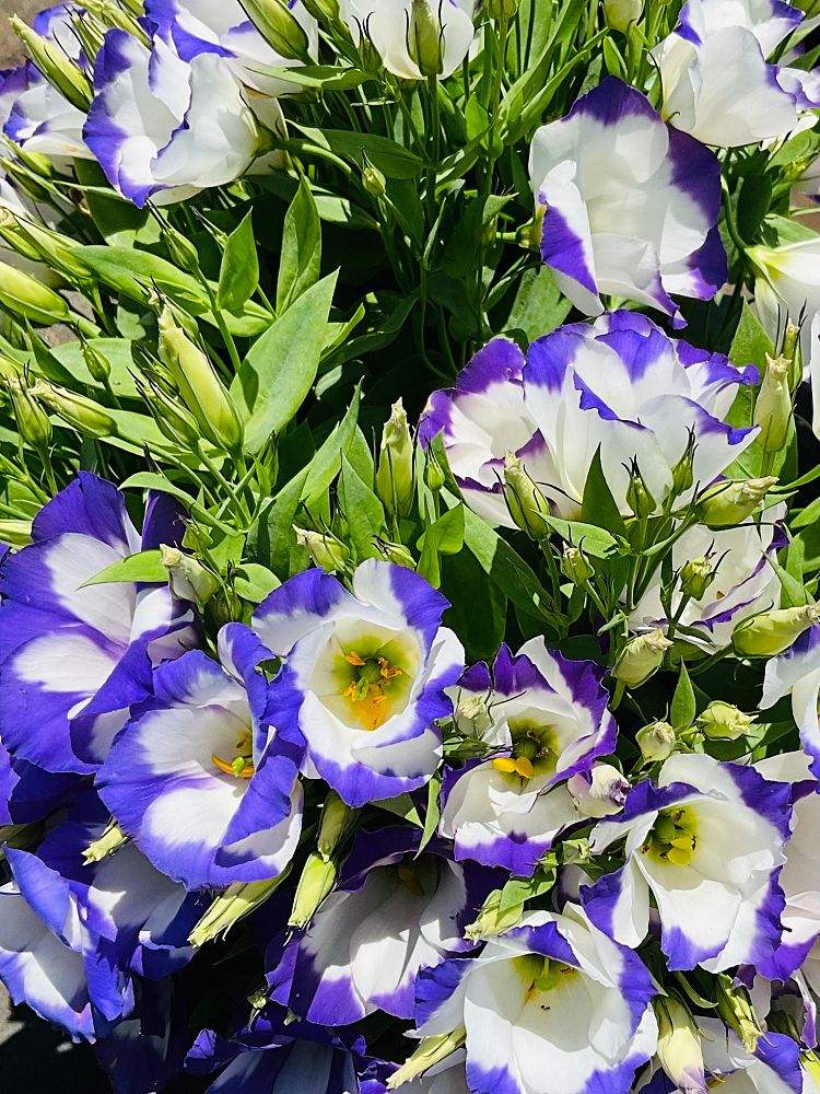 eustoma-grandiflorum-sapphire-blue-chip-lisianthus-texas-bluebell-prairie-gentian
