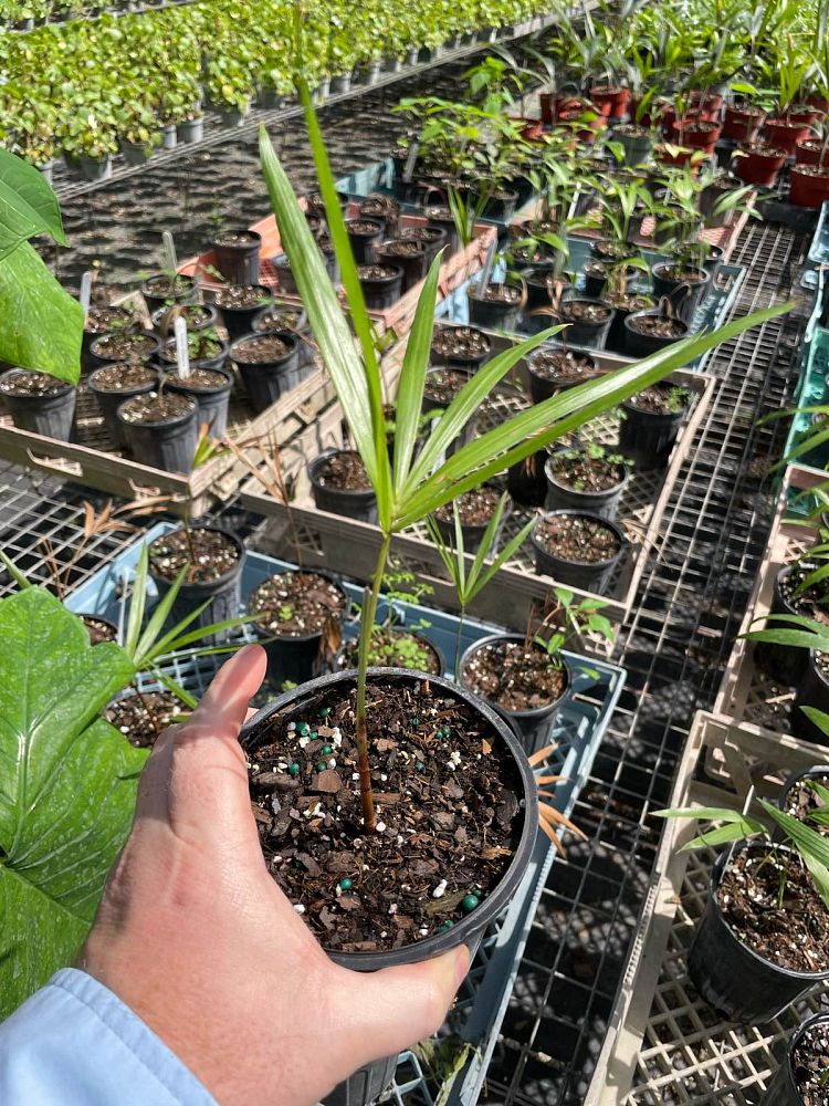 euterpe-edulis-orange-crownshaft