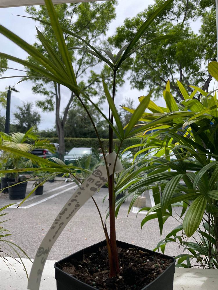 euterpe-edulis-orange-crownshaft