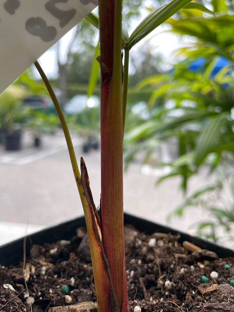 euterpe-edulis-orange-crownshaft