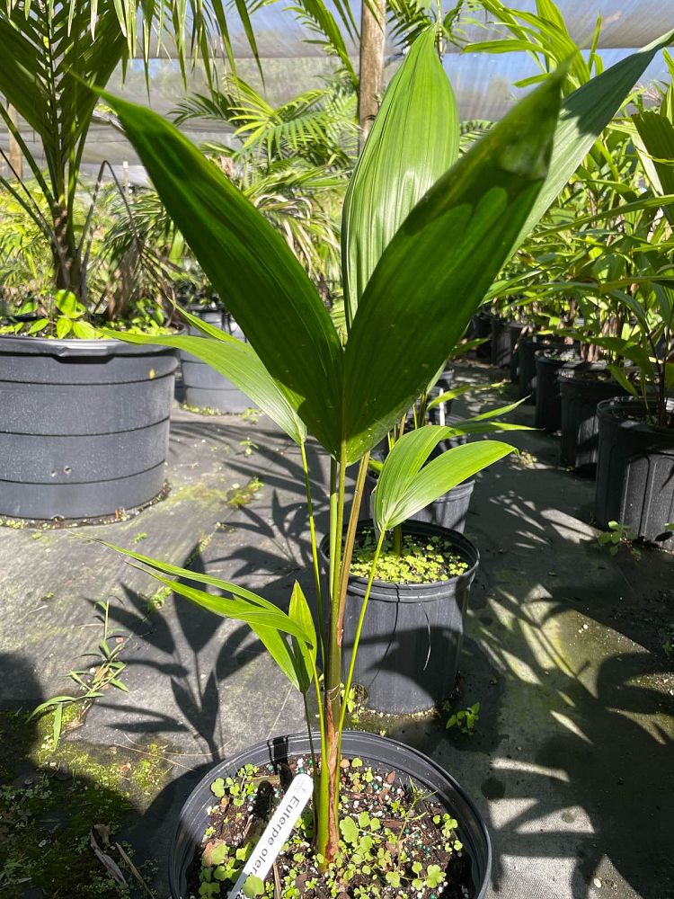 euterpe-oleracea-assai-palm-acai-palm
