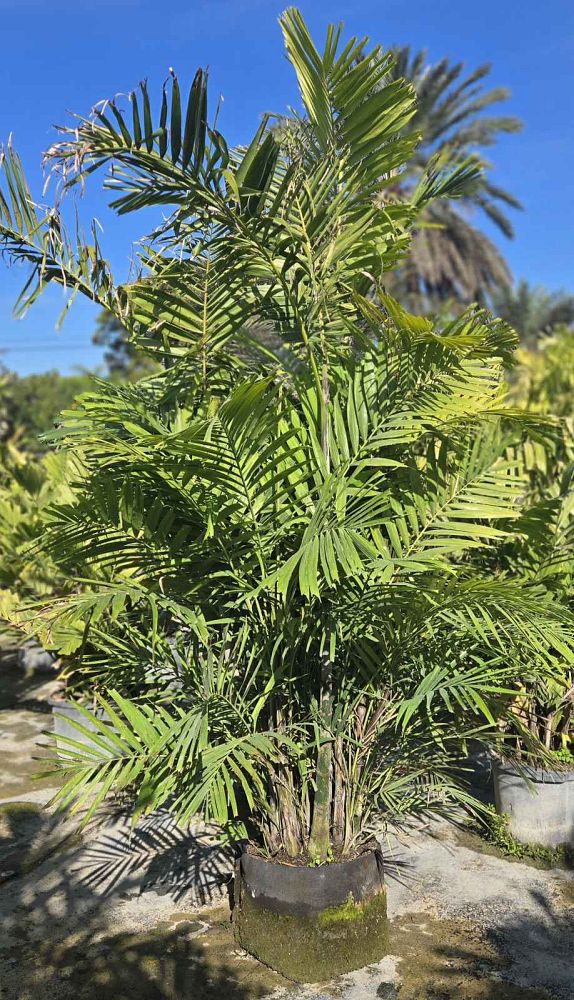 euterpe-oleracea-assai-palm-acai-palm