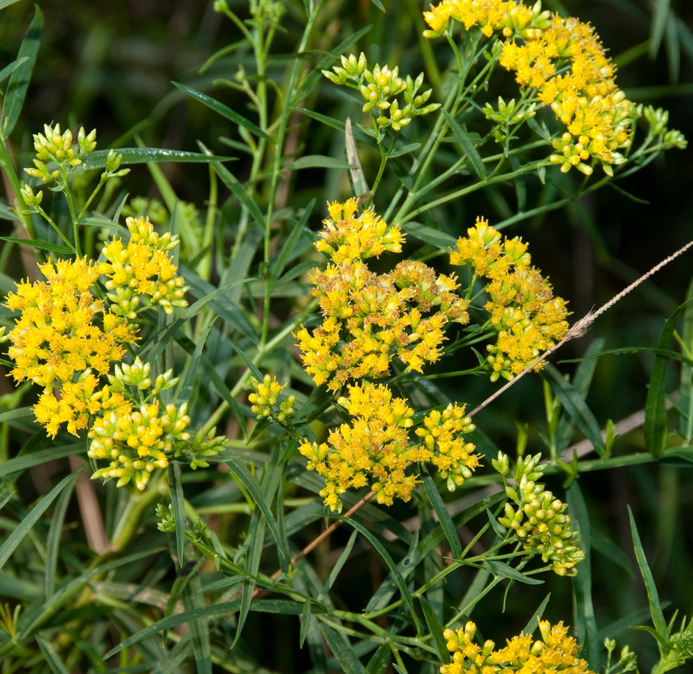 euthamia-graminifolia-grass-leaved-goldenrod-lance-leaved-goldenrod-flat-top-goldentop