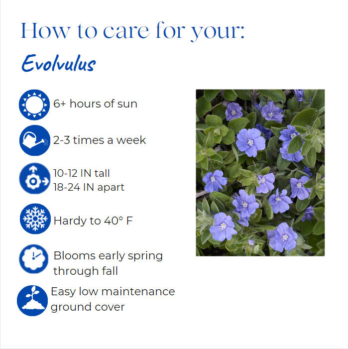evolvulus-beach-bum-blue-beach-bum-blue-evolvulus