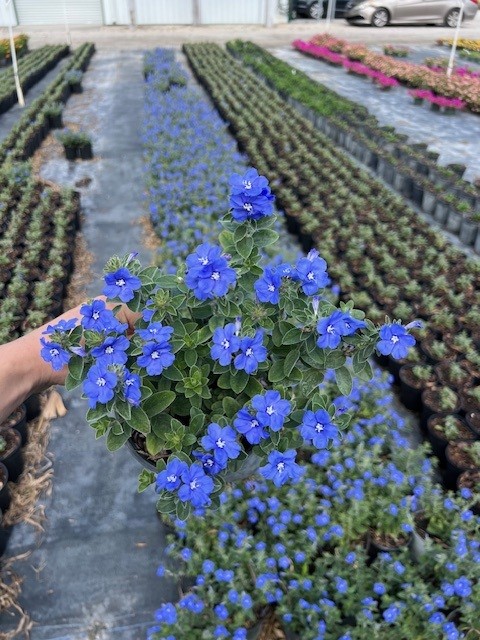 evolvulus-dwarf-morning-glory