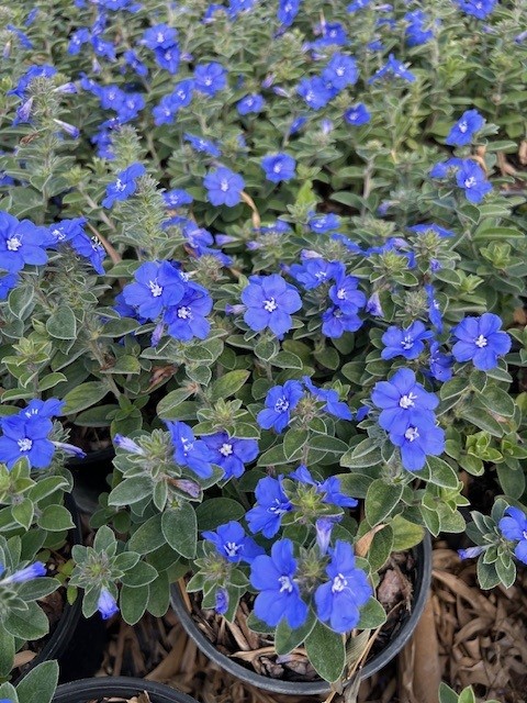 evolvulus-dwarf-morning-glory