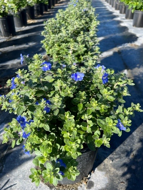 evolvulus-dwarf-morning-glory