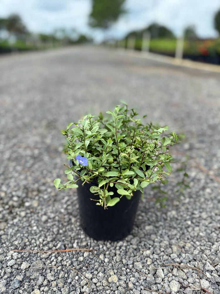 evolvulus-dwarf-morning-glory