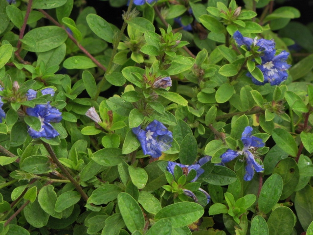 evolvulus-glomeratus-blue-daze