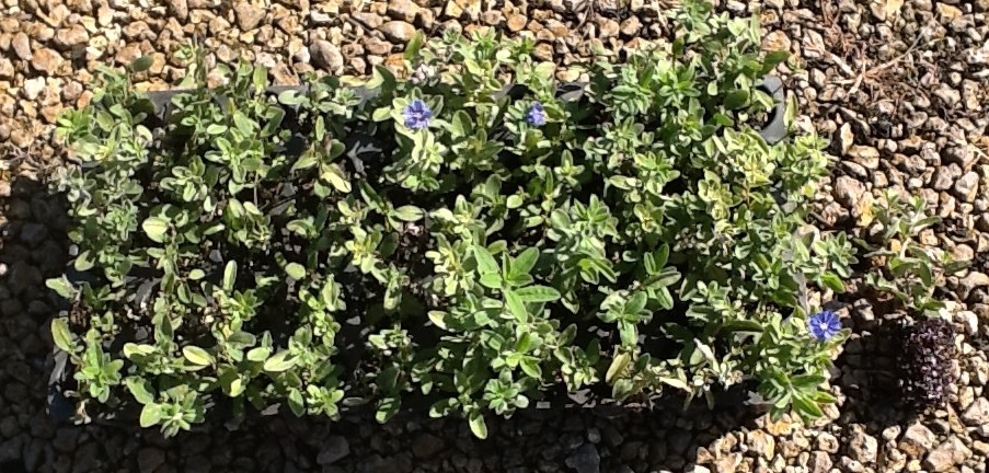 evolvulus-glomeratus-blue-daze