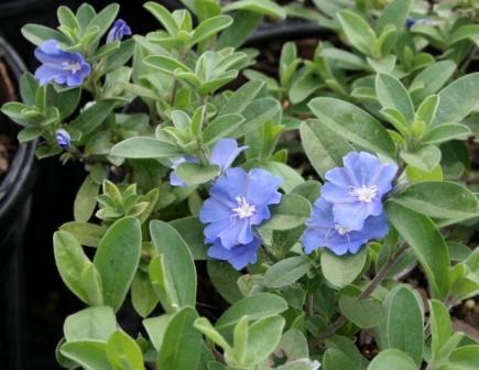 evolvulus-glomeratus-blue-daze
