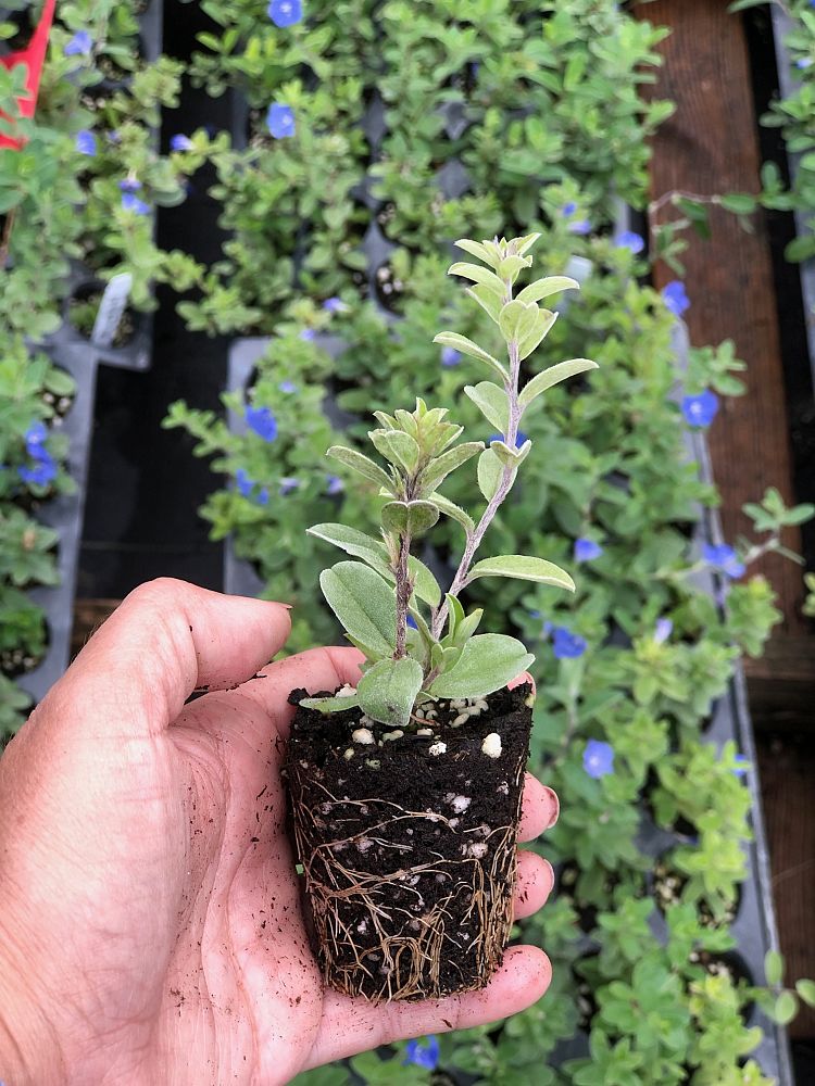 evolvulus-glomeratus-blue-daze