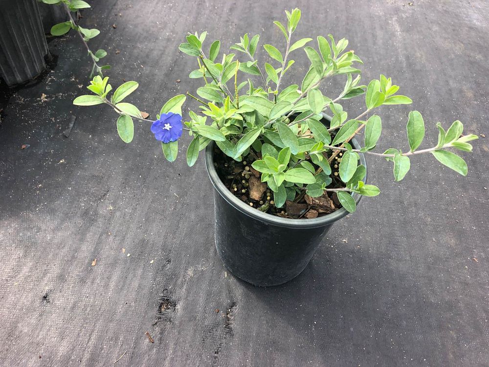evolvulus-glomeratus-blue-daze