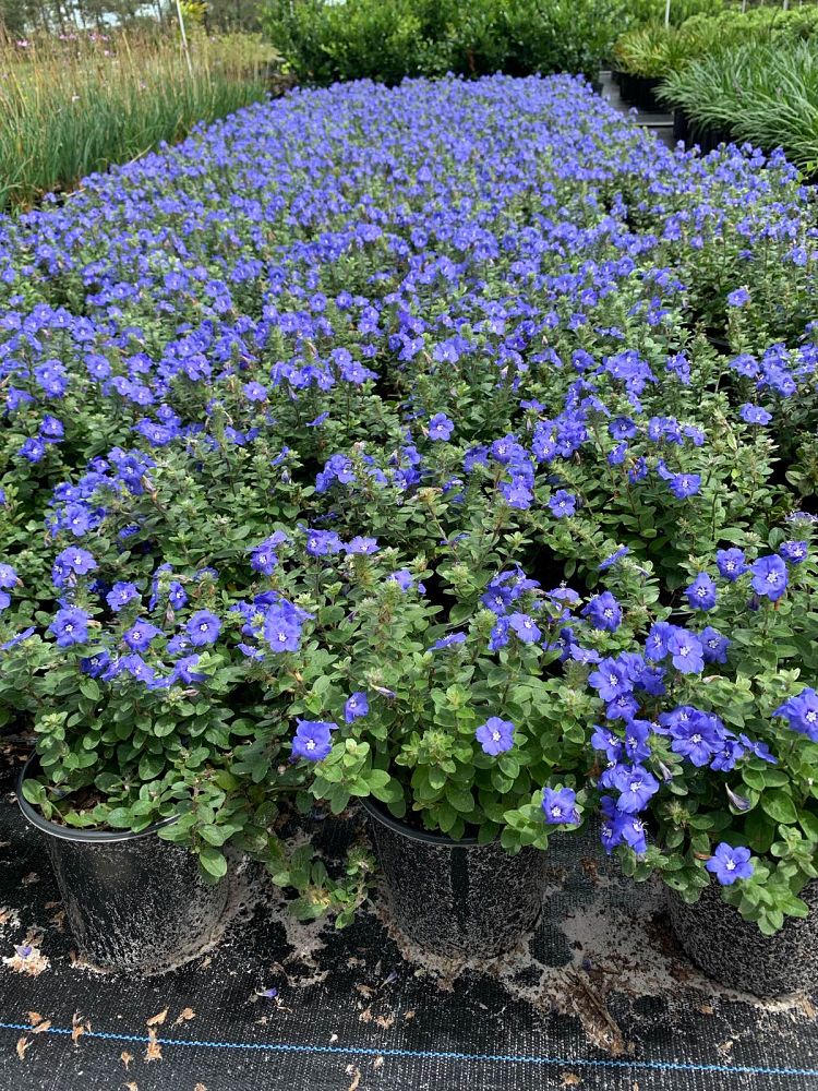 evolvulus-glomeratus-blue-daze