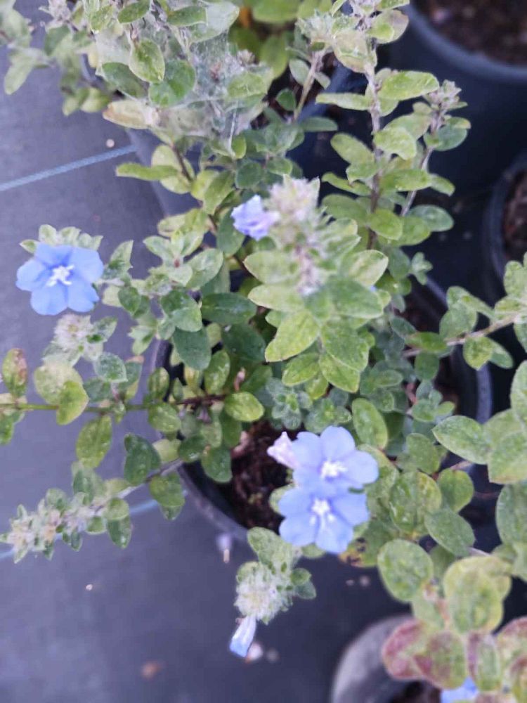 evolvulus-glomeratus-blue-daze