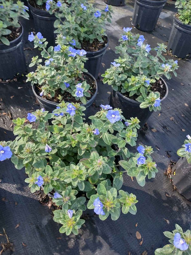 evolvulus-glomeratus-blue-daze