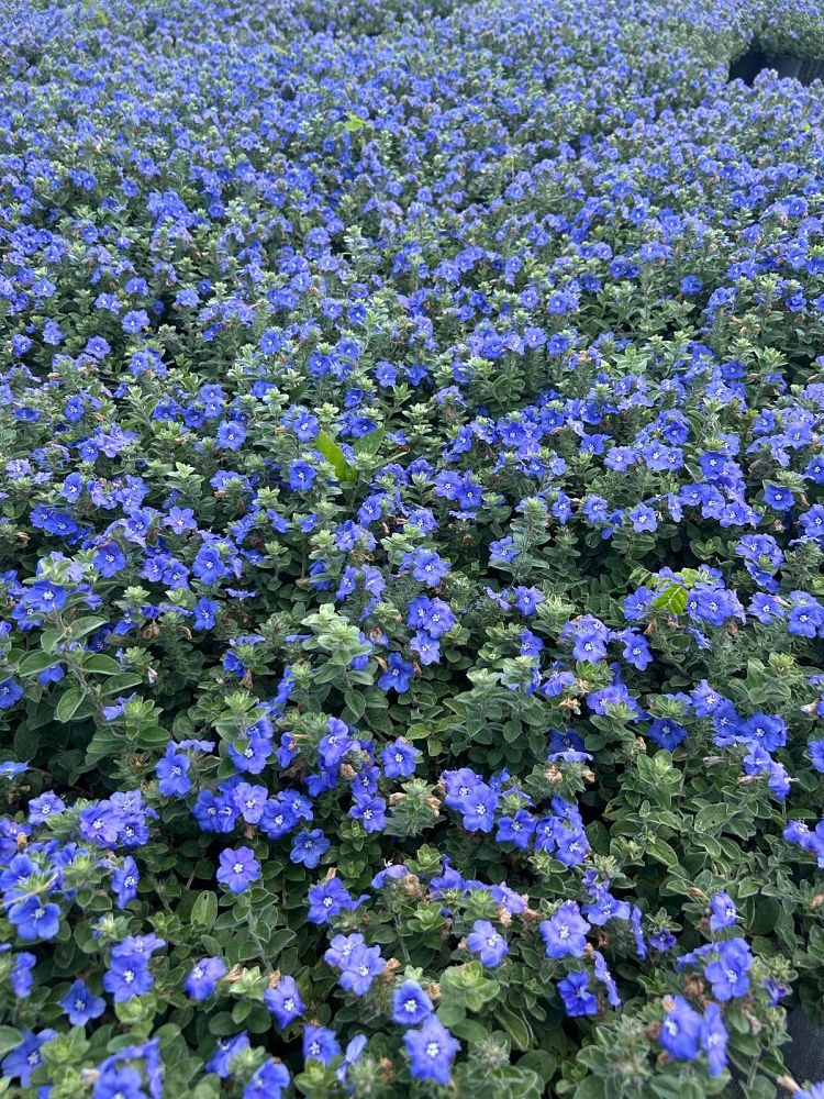 evolvulus-glomeratus-blue-daze
