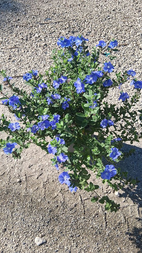evolvulus-glomeratus-blue-daze
