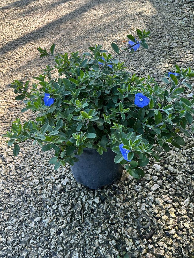 evolvulus-glomeratus-blue-daze