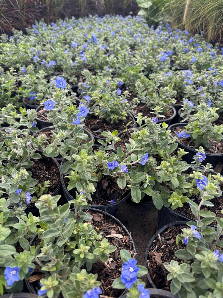 evolvulus-glomeratus-blue-daze