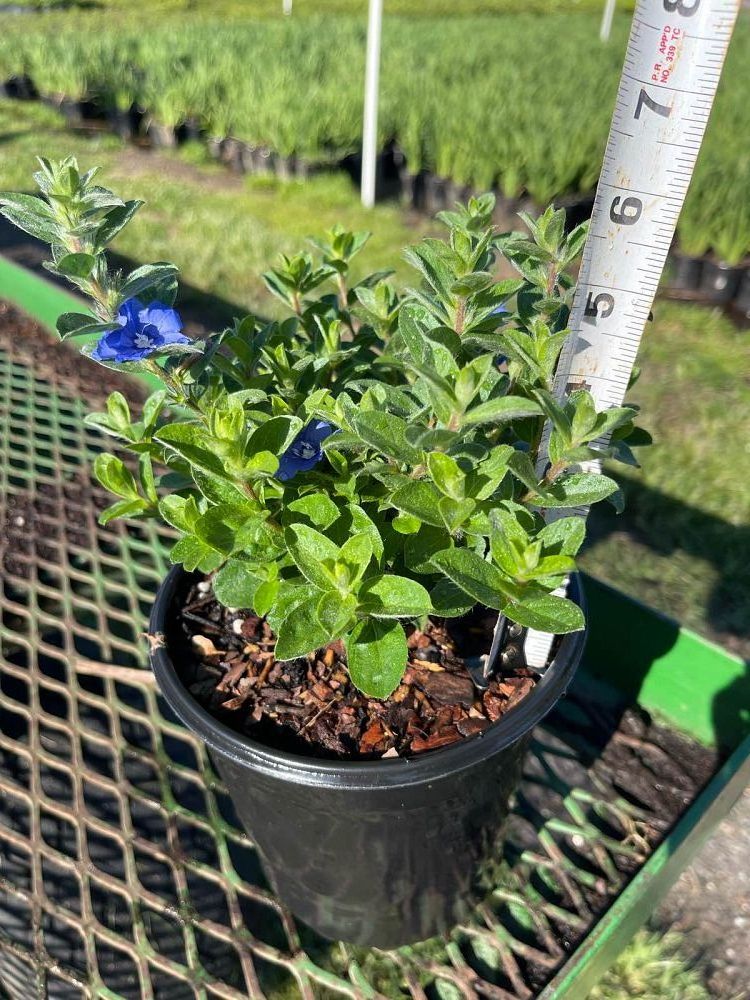 evolvulus-glomeratus-blue-daze