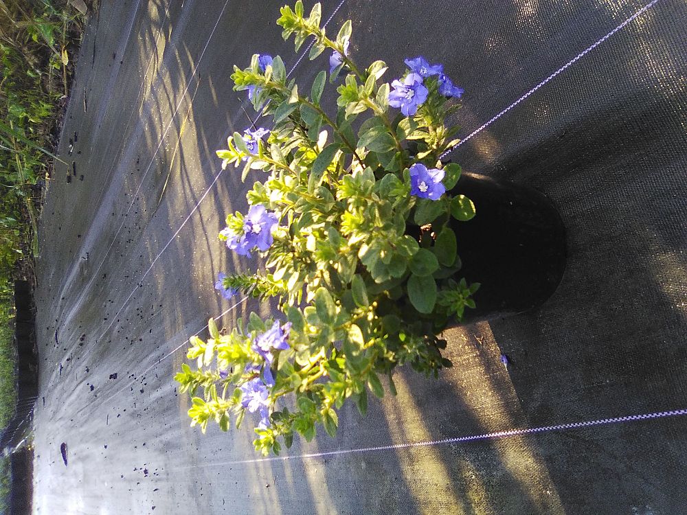 evolvulus-glomeratus-blue-daze