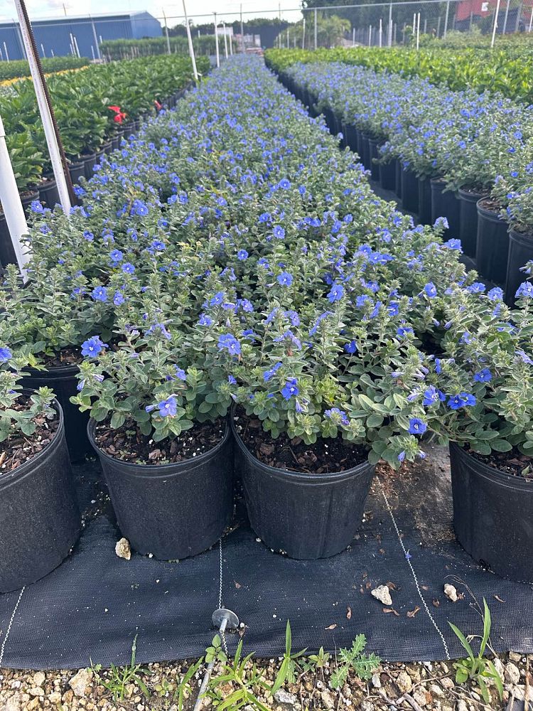 evolvulus-glomeratus-blue-daze