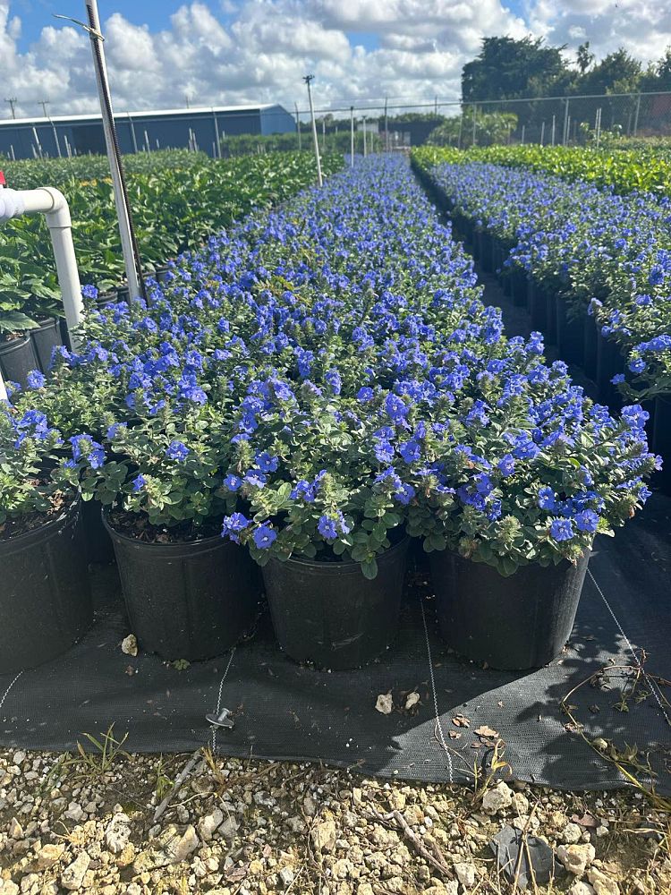 evolvulus-glomeratus-blue-daze