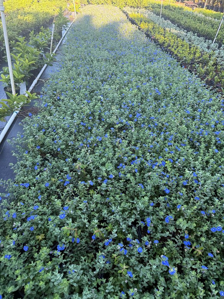 evolvulus-glomeratus-blue-daze