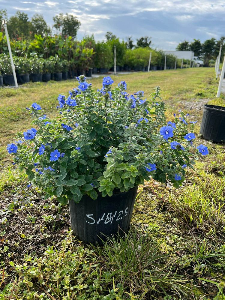 evolvulus-glomeratus-blue-daze