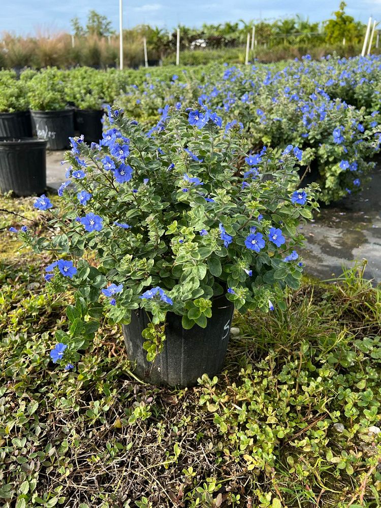 evolvulus-glomeratus-blue-daze