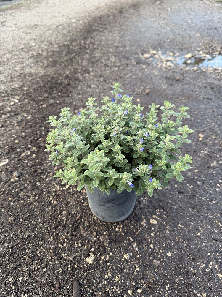 evolvulus-glomeratus-blue-daze