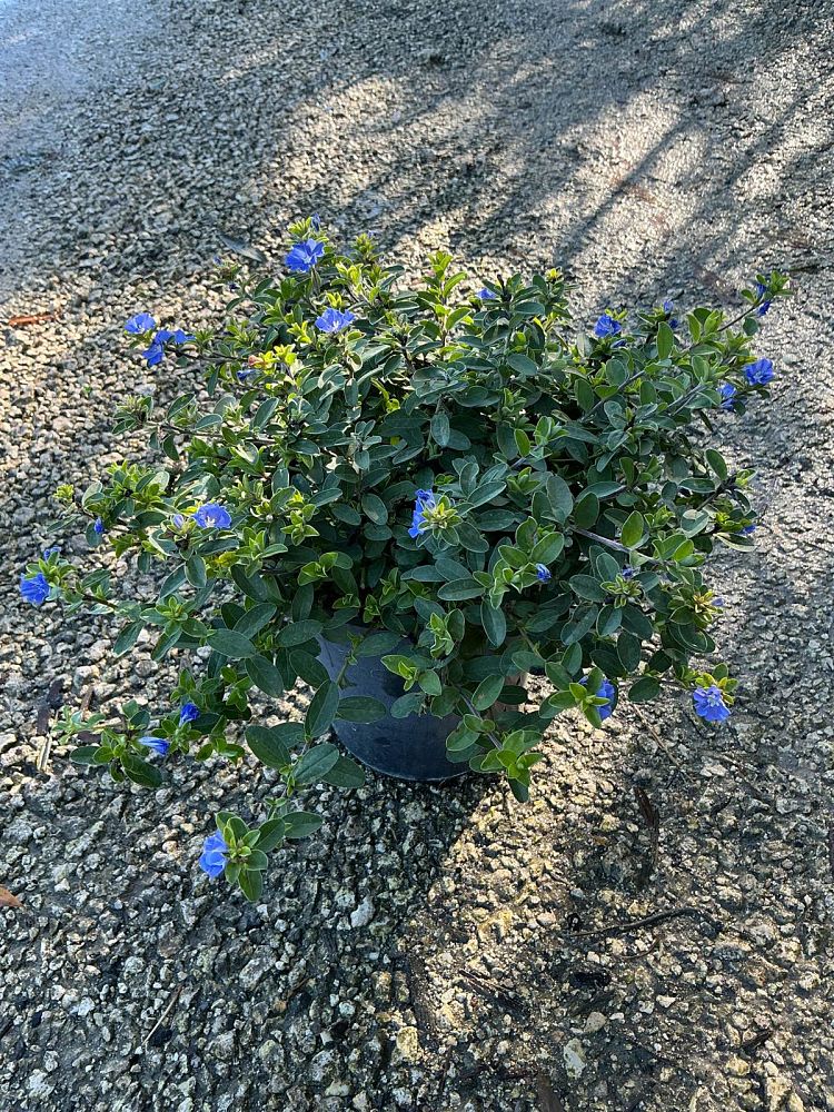 evolvulus-glomeratus-blue-daze