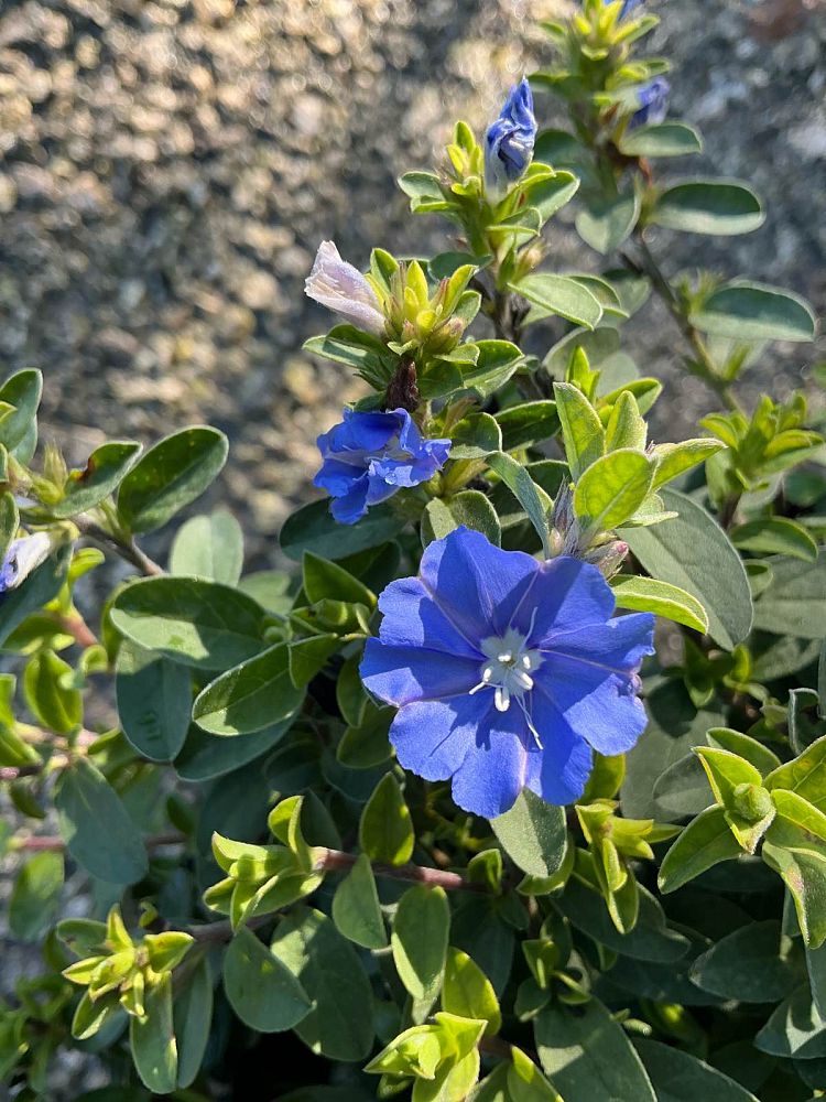 evolvulus-glomeratus-blue-daze