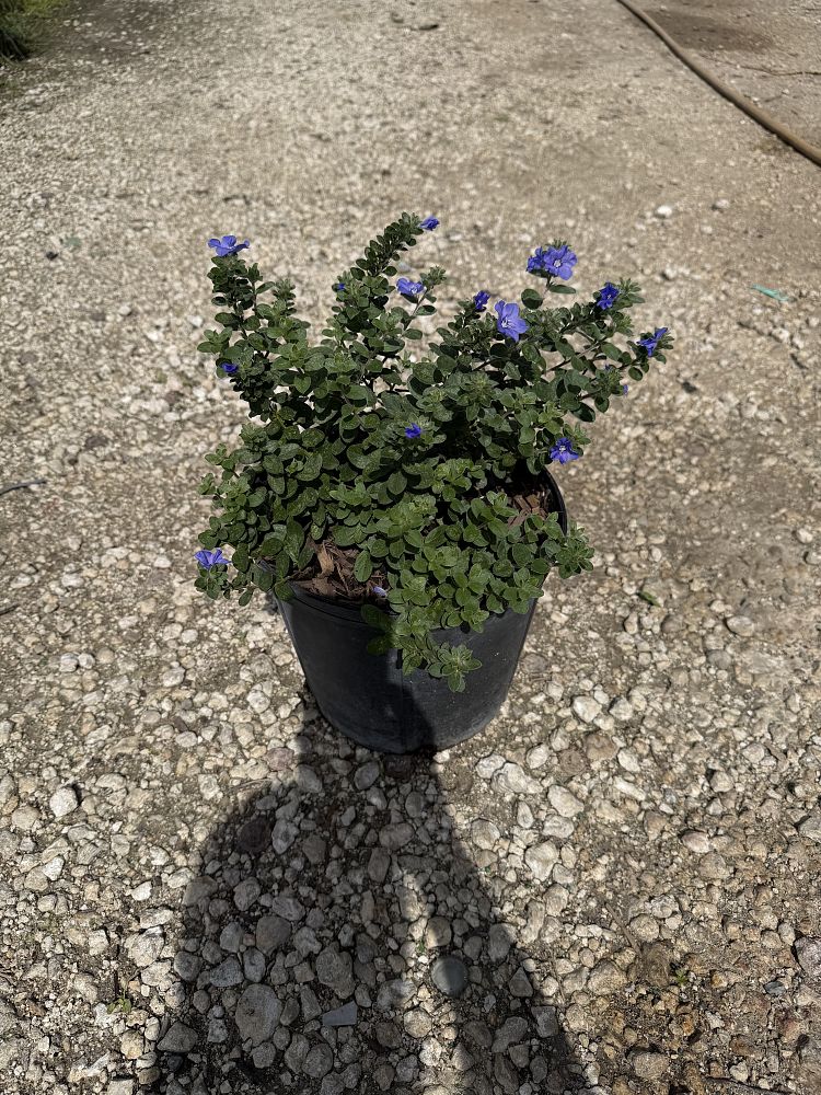 evolvulus-glomeratus-blue-daze